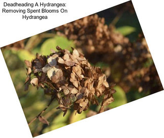 Deadheading A Hydrangea: Removing Spent Blooms On Hydrangea