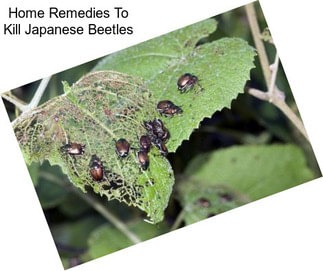 Home Remedies To Kill Japanese Beetles