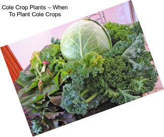 Cole Crop Plants – When To Plant Cole Crops