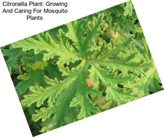 Citronella Plant: Growing And Caring For Mosquito Plants