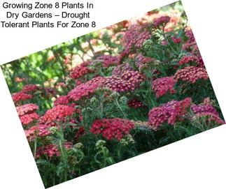 Growing Zone 8 Plants In Dry Gardens – Drought Tolerant Plants For Zone 8