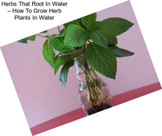 Herbs That Root In Water – How To Grow Herb Plants In Water