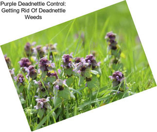 Purple Deadnettle Control: Getting Rid Of Deadnettle Weeds