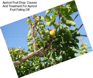 Apricot Fruit Drop: Causes And Treatment For Apricot Fruit Falling Off