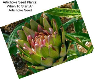 Artichoke Seed Plants: When To Start An Artichoke Seed