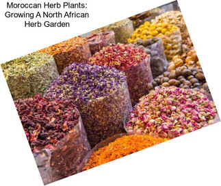 Moroccan Herb Plants: Growing A North African Herb Garden