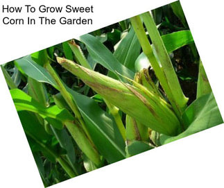 How To Grow Sweet Corn In The Garden