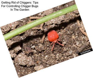 Getting Rid of Chiggers: Tips For Controlling Chigger Bugs In The Garden