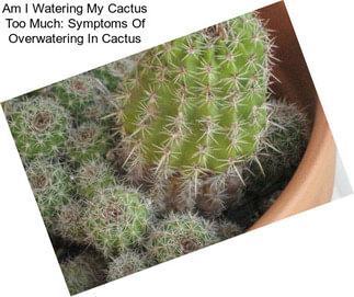 Am I Watering My Cactus Too Much: Symptoms Of Overwatering In Cactus