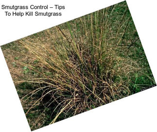 Smutgrass Control – Tips To Help Kill Smutgrass