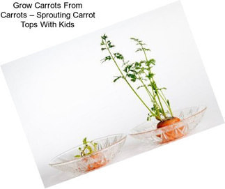 Grow Carrots From Carrots – Sprouting Carrot Tops With Kids