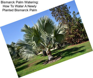 Bismarck Palm Watering: How To Water A Newly Planted Bismarck Palm