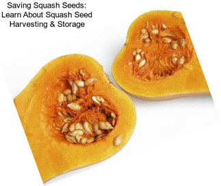 Saving Squash Seeds: Learn About Squash Seed Harvesting & Storage