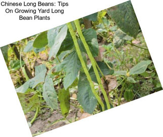 Chinese Long Beans: Tips On Growing Yard Long Bean Plants