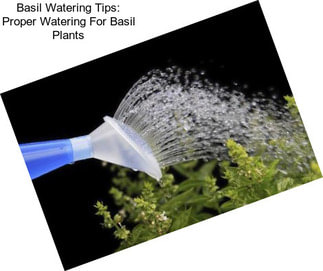 Basil Watering Tips: Proper Watering For Basil Plants