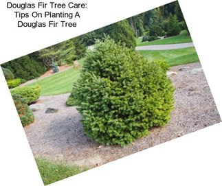Douglas Fir Tree Care: Tips On Planting A Douglas Fir Tree