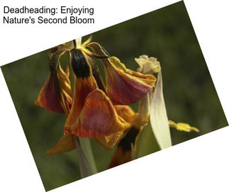 Deadheading: Enjoying Nature\'s Second Bloom