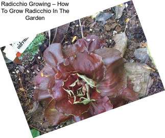 Radicchio Growing – How To Grow Radicchio In The Garden