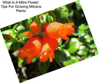 What Is A Mitre Flower: Tips For Growing Mitraria Plants