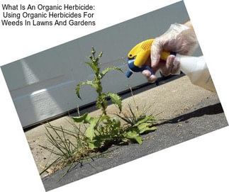 What Is An Organic Herbicide: Using Organic Herbicides For Weeds In Lawns And Gardens