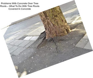 Problems With Concrete Over Tree Roots – What To Do With Tree Roots Covered In Concrete