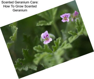 Scented Geranium Care: How To Grow Scented Geranium