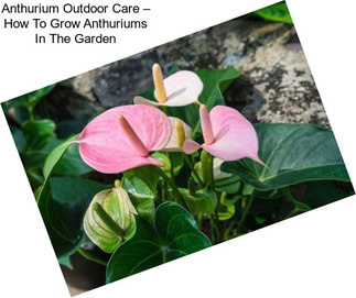 Anthurium Outdoor Care – How To Grow Anthuriums In The Garden