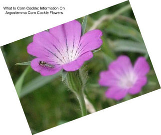 What Is Corn Cockle: Information On Argostemma Corn Cockle Flowers