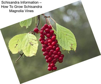 Schisandra Information – How To Grow Schisandra Magnolia Vines