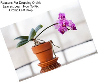 Reasons For Dropping Orchid Leaves: Learn How To Fix Orchid Leaf Drop