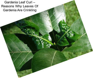 Gardenia Leaf Curl – Reasons Why Leaves Of Gardenia Are Crinkling