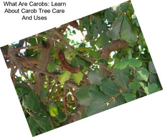 What Are Carobs: Learn About Carob Tree Care And Uses