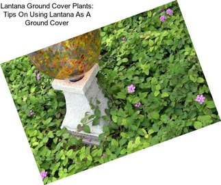 Lantana Ground Cover Plants: Tips On Using Lantana As A Ground Cover