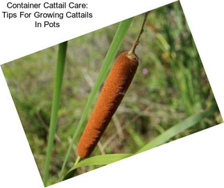 Container Cattail Care: Tips For Growing Cattails In Pots