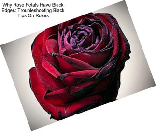 Why Rose Petals Have Black Edges: Troubleshooting Black Tips On Roses