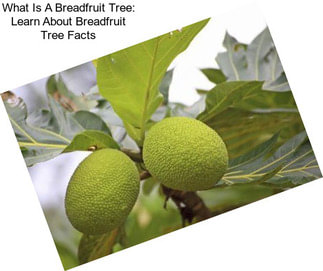 What Is A Breadfruit Tree: Learn About Breadfruit Tree Facts