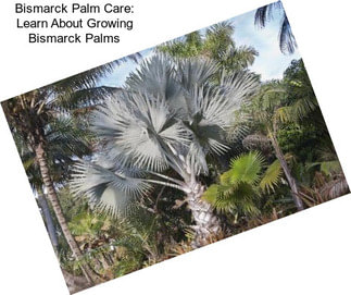 Bismarck Palm Care: Learn About Growing Bismarck Palms