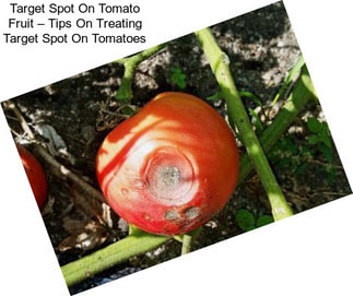 Target Spot On Tomato Fruit – Tips On Treating Target Spot On Tomatoes