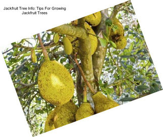 Jackfruit Tree Info: Tips For Growing Jackfruit Trees