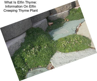 What Is Elfin Thyme: Information On Elfin Creeping Thyme Plant