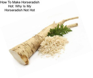 How To Make Horseradish Hot: Why Is My Horseradish Not Hot
