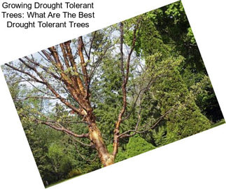 Growing Drought Tolerant Trees: What Are The Best Drought Tolerant Trees