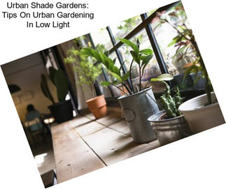 Urban Shade Gardens: Tips On Urban Gardening In Low Light