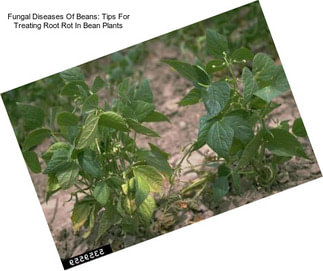 Fungal Diseases Of Beans: Tips For Treating Root Rot In Bean Plants