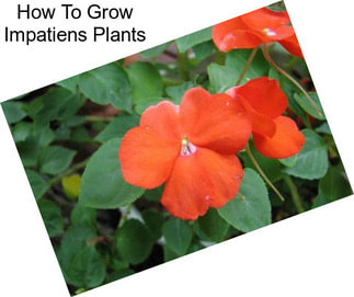 How To Grow Impatiens Plants