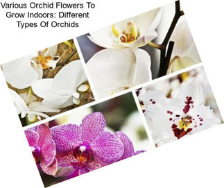 Various Orchid Flowers To Grow Indoors: Different Types Of Orchids