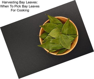 Harvesting Bay Leaves: When To Pick Bay Leaves For Cooking