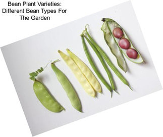 Bean Plant Varieties: Different Bean Types For The Garden