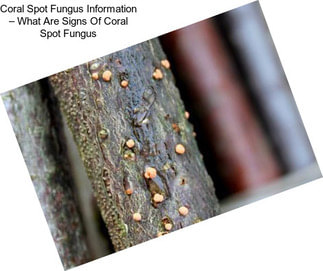 Coral Spot Fungus Information – What Are Signs Of Coral Spot Fungus