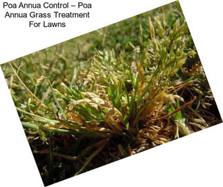 Poa Annua Control – Poa Annua Grass Treatment For Lawns